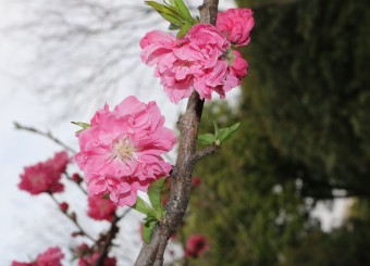 优秀必威作品——刘冰冰《粉色妖艳碧桃花》《蒲公英》《划船进行时》