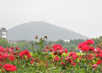 优秀必威作品——邱月《红花绿树依傍于阴霾蜀山》