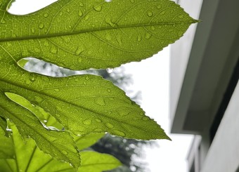 优秀必威作品——朱畅《夏日雨露》